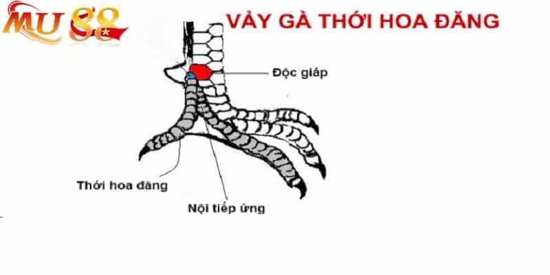 Thới hoa đăng là cách sắp xếp đặc biệt